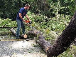 Best Storm Damage Tree Cleanup  in Hanceville, AL