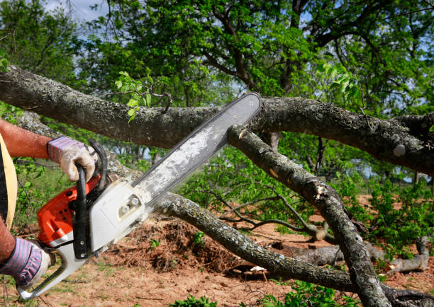 Best Hedge Trimming  in Hanceville, AL